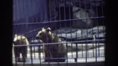 Cincinnatti Ohio (1949): A Boy And Girl Watch Bears In A Cage At The Zoo And Then