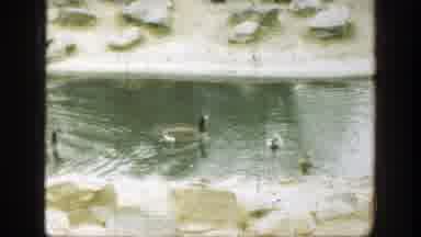 Cincinnatti Ohio (1949): Pair Of Geese Swim With Pair Of Ducks On A Clear Day