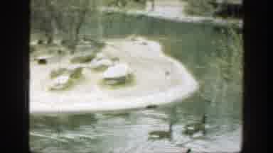 Cincinnatti Ohio (1949): Ducks Walking Gracefully Along The Shore Next To A Lonely
