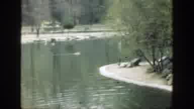 Cincinnatti Ohio (1949): Peacock Birds Showing Up Near Lake Surrounding White Sand
