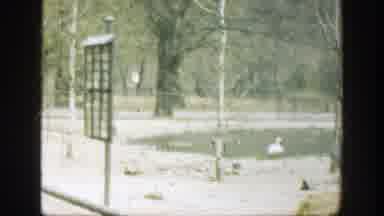 Cincinnatti Ohio (1949): White Birds Free Roaming Near A Lake In A Park Looked