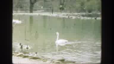 Cincinnatti Ohio (1949): View Of Swan Swimming With Ducks On A Clear Day