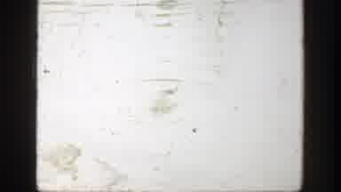 Cincinnatti Ohio (1949): Swan And Duck Forage For Food In Water Swan Near Small