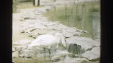 Cincinnatti Ohio (1949): White Swan Foraging For Food In Pool Of Water Beneath A