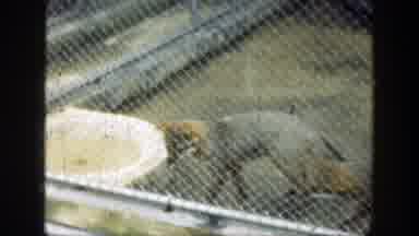 Cincinnatti Ohio (1949): Cougar And Foxes In Zoo Chain Link Enclosures Food Thrown