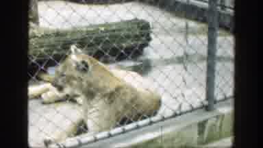 Cincinnatti Ohio (1949): The Life Of Lionesses And Tigers Without Purpose Inside A