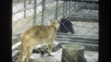 Cincinnatti Ohio (1949): Mother Nature And The Beautiful Animals Of Our Great