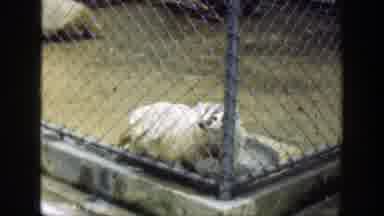 Cincinnatti Ohio (1949): Two Badgers In One Cage Cougar In Another Chain Link