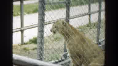 Cincinnatti Ohio (1949): Scenes Of Cougars Inside Chain Link Fence Enclosure With
