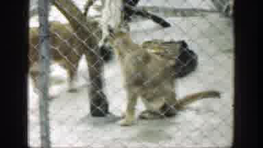 Cincinnatti Ohio (1949): People Watching The Animals Inside The Zoo Environment
