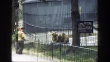 Cincinnatti Ohio (1949): People Watching Brown Bears In The Zoo