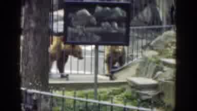 Cincinnatti Ohio (1949): Two Bears Playing With Each Other In The Cage Where They