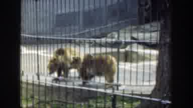 Cincinnatti Ohio (1949): Young Boy Watching Two Brown Bears And A Polar Bear In