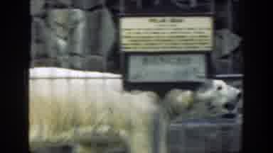 Cincinnatti Ohio (1949): Kids And Their Mother Viewing A Tiger In The Zoo