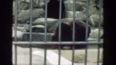 Cincinnatti Ohio (1949): Animal Being Caged In The Zoo