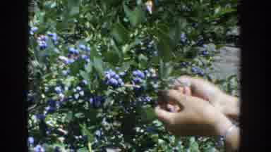 Wisconsin (1964): It's A Sunny Day And A Lady Is Picking Blueberries From A Tree