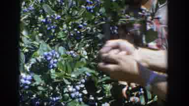 Wisconsin (1964): Two Sets Of Hands Picking Blueberries From A Bush And Eating