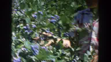 Wisconsin (1964): A Beautiful And Sunny Day To Pick Fruit From The Tree