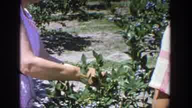 Wisconsin (1964): Plants And Their Medicinal Advantages