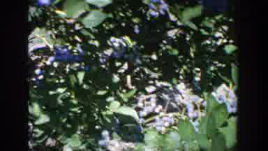 Wisconsin (1964): Blueberry Picking With The Family During The Day Outside In The