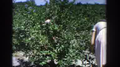 Wisconsin (1964): A Woman Arranging Her Plants In The Farm On A Sunny Day