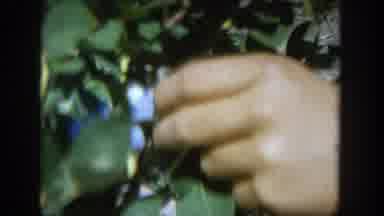 Wisconsin (1964): A Hand Taking Some Fruits Of A Green Leaves Tree Really Shaky