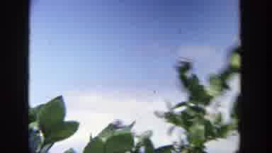 Wisconsin (1964): View Of Blooming Lilac Tree On A Bright Sunny Day
