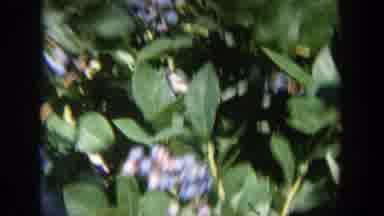 Wisconsin (1964): A Wild Animal Moving In A Flowered Bush