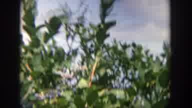 Wisconsin (1964): Orange Tree In The Sun With Some Ripe Oranges On It