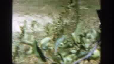Wisconsin (1964): The Camera Pans Around The Gardner Then Captures The Man Who Is