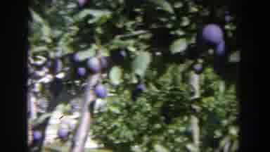 Wisconsin (1964): View Of Purple Plum Trees On A Bright Sunny Day