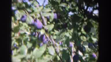 Wisconsin (1964): A Man And A Woman In The Middle Of Nature With A Foot Of A