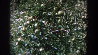 Wisconsin (1964): Debate In The House Garden Who Has A Majestic Tree