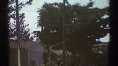 Woodland Hills California (1969): A Close Look At A Tree On The Other Side Of The