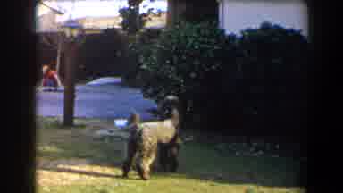 California (1958): A Dog Jumping To Catch An Object With Its Teeth As A Little Boy