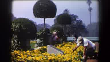 California (1958): A Man Taking Care Of Yellow Flowers In A Garden And Two People