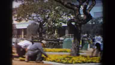 California (1958): Workers Harvesting On Sunny Hardworking Day While People Walk