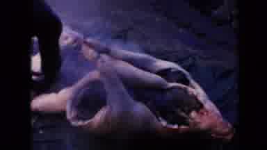 Hawaii (1961): A Man Apparently Throwing Spices At An Animal Is Smoking And The
