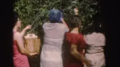 South Dakota (1954): Four Ladies Picking Fruits And Nuts From A Tall Bush While