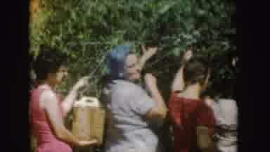 South Dakota (1954): Women Picking Something From Tree And Scene Of Water Skier