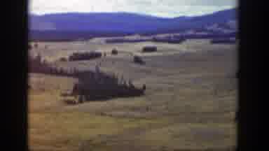 Wyoming (1939): Landscape Of Cone Trees And Big Areas Of Yellow Grass Recorded On