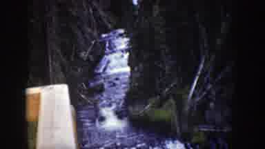 Wyoming (1939): Big Black Bear Strolling Along Outside Of A Wooded Area