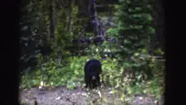 Wyoming (1939): Black Bear Cub In Clearing Sniffing Plants Surrounded By Trees