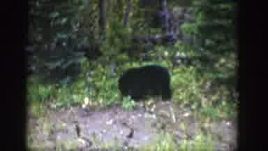 Wyoming (1939): A Young Bear Sniffing At The Ground In A Green Forested Area
