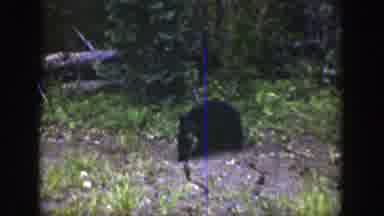 Wyoming (1939): Black Bear Walking Close To Man In The Blue Water
