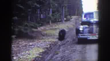 Wyoming (1939): A Black Bear Walks Past A Packed Car Beside The Road
