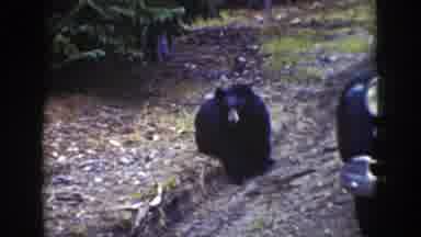 Wyoming (1939): The Big Brown Bear Is Walking Towards The Car That Is On The Side