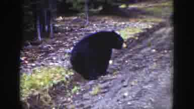 Wyoming (1939): A Bear On VHS Type Video Walking By A Forest And A Crazy Blond