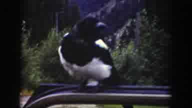 Wyoming (1939): A Bird Is Sitting On Top Of Some Vehicle Door