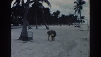 Miami Florida (1960): A Woman With A Bag On Her Hand Walking Over A Beach With